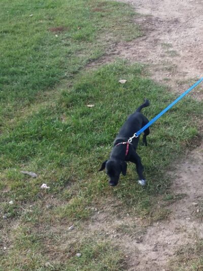 Indian Creek Disc Golf And Dog Park - Manitowoc, WI