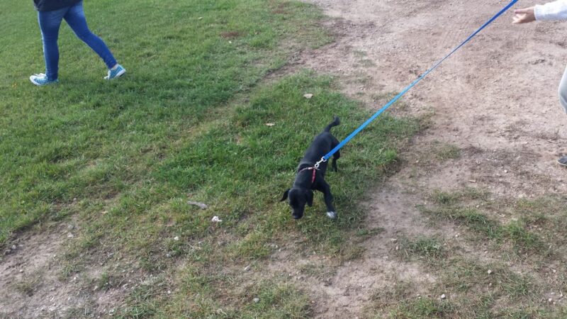 Indian Creek Disc Golf And Dog Park - Manitowoc, WI