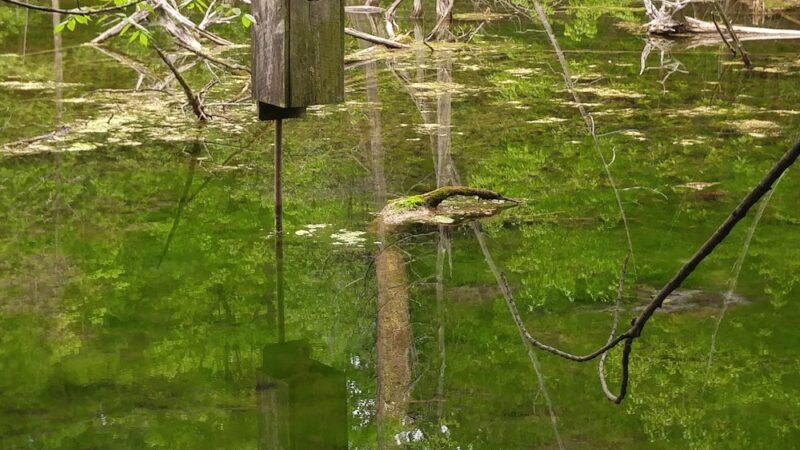 Perry Springs Park and Fish Hatchery - Manlius, NY