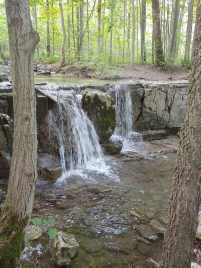Three Falls Woods - Manlius, NY