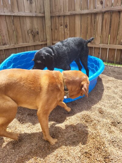 Howl at the Moon Dog Lodge - Mannford, OK