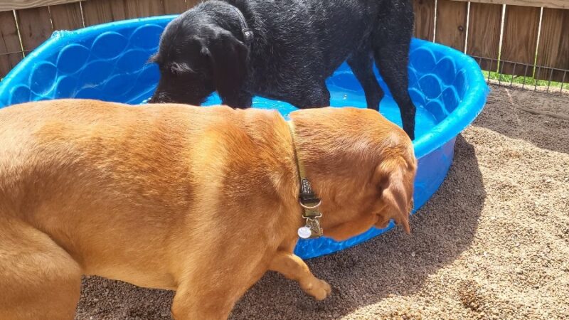 Howl at the Moon Dog Lodge - Mannford, OK