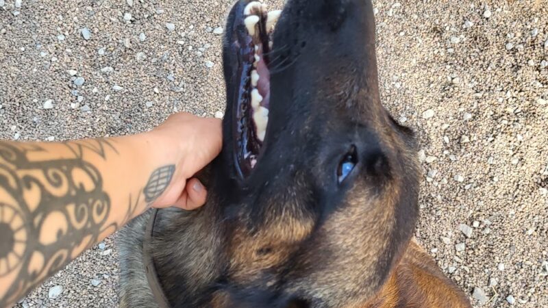 Howl at the Moon Dog Lodge - Mannford, OK