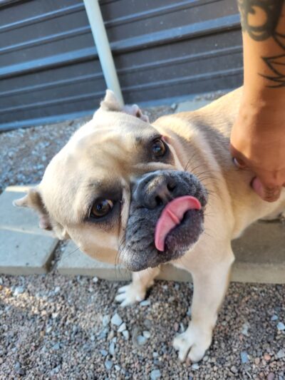 Howl at the Moon Dog Lodge - Mannford, OK