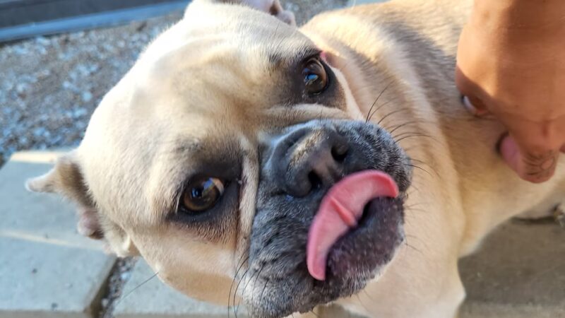 Howl at the Moon Dog Lodge - Mannford, OK