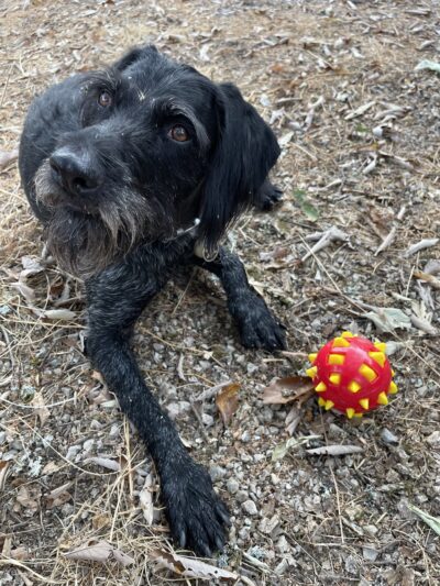 Howl at the Moon Dog Lodge - Mannford, OK
