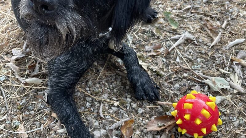 Howl at the Moon Dog Lodge - Mannford, OK