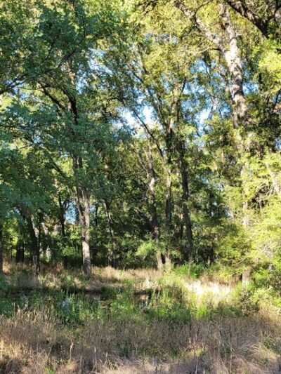 Woodlands Park Nature Trail - Manor, TX