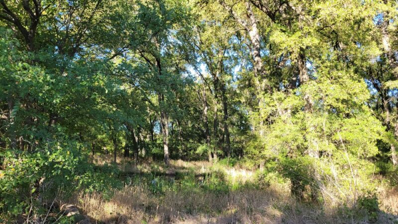 Woodlands Park Nature Trail - Manor, TX