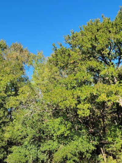 Woodlands Park Nature Trail - Manor, TX