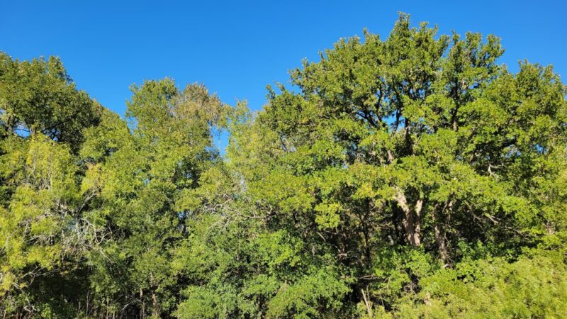 Woodlands Park Nature Trail - Manor, TX