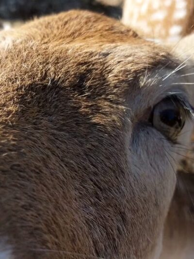 Long Island Game Farm Wildlife Park & Children's Zoo - Manorville, NY