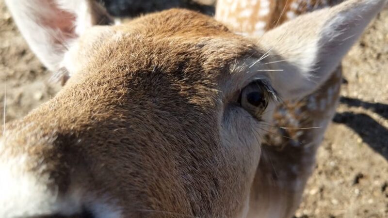 Long Island Game Farm Wildlife Park & Children's Zoo - Manorville, NY