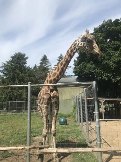 Long Island Game Farm Wildlife Park & Children's Zoo - Manorville, NY