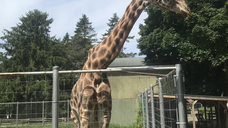 Long Island Game Farm Wildlife Park & Children's Zoo - Manorville, NY