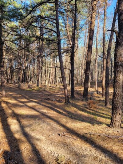 Long Island State Pine Barrens Preserve - Manorville, NY
