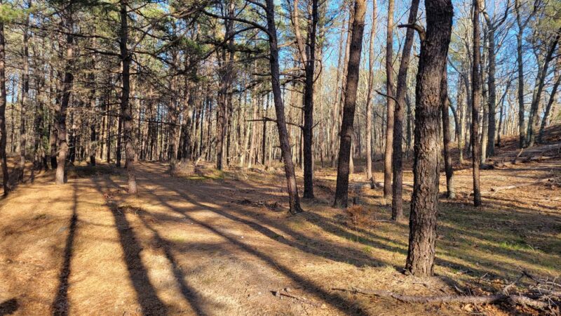 Long Island State Pine Barrens Preserve - Manorville, NY