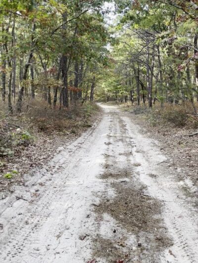 Long Island State Pine Barrens Preserve - Manorville, NY