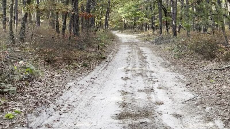 Long Island State Pine Barrens Preserve - Manorville, NY