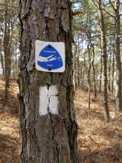 Long Island State Pine Barrens Preserve - Manorville, NY
