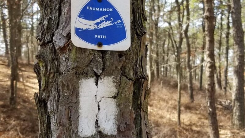 Long Island State Pine Barrens Preserve - Manorville, NY