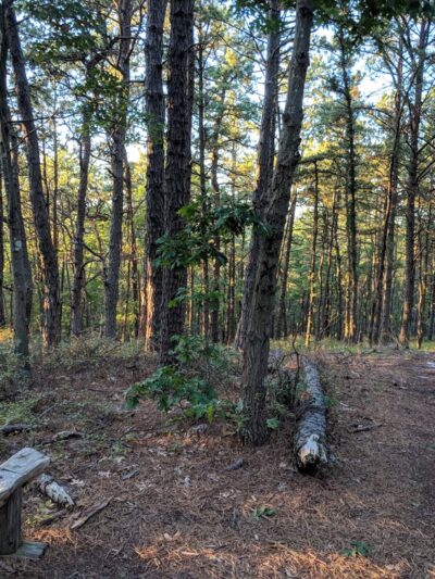 Long Island State Pine Barrens Preserve - Manorville, NY