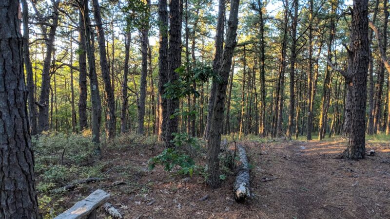 Long Island State Pine Barrens Preserve - Manorville, NY