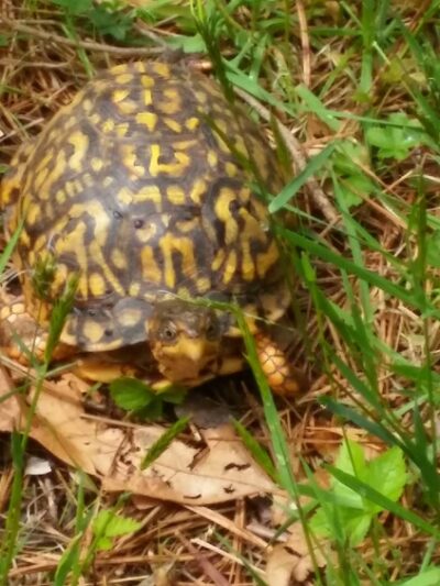 Manorville Hills County Park - Manorville, NY