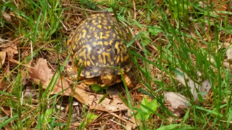 Manorville Hills County Park - Manorville, NY