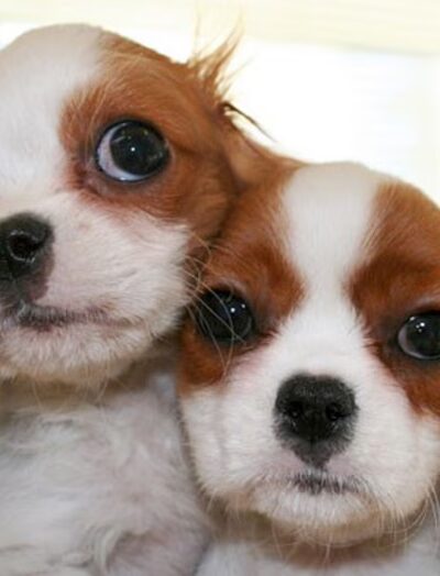 Sportsman's Kennels - Manorville, NY