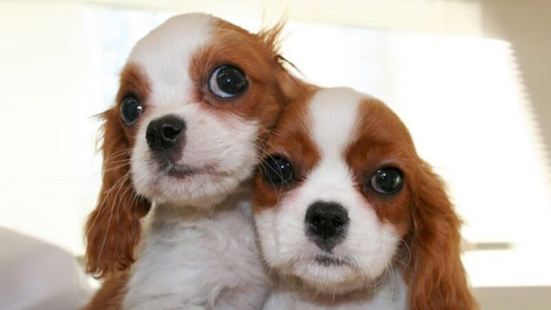 Sportsman's Kennels - Manorville, NY