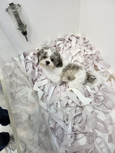 Sportsman's Kennels - Manorville, NY