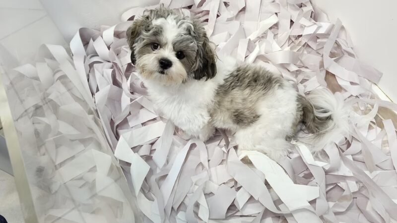 Sportsman's Kennels - Manorville, NY