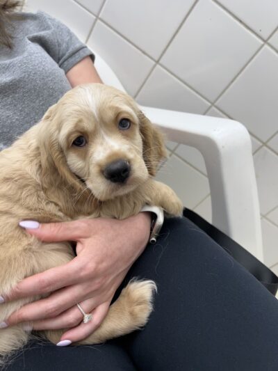 Sportsman's Kennels - Manorville, NY