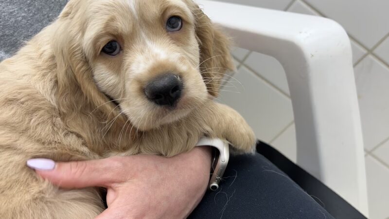 Sportsman's Kennels - Manorville, NY