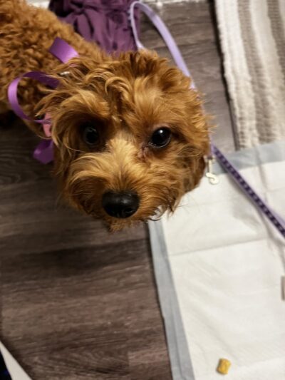 Sportsman's Kennels - Manorville, NY
