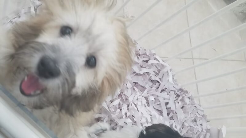 Sportsman's Kennels - Manorville, NY