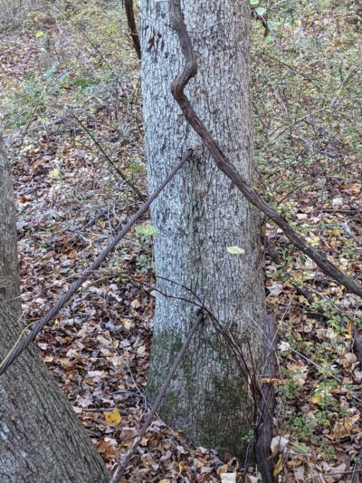 Manorville Hills County Park Parking Lot - Manorville, NY