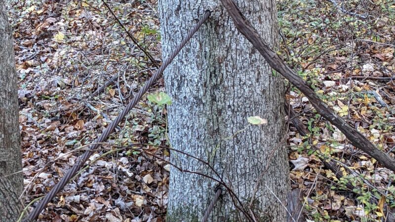 Manorville Hills County Park Parking Lot - Manorville, NY