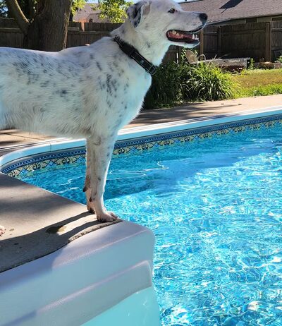 Nelis' run & swim retreat - Manteno, IL