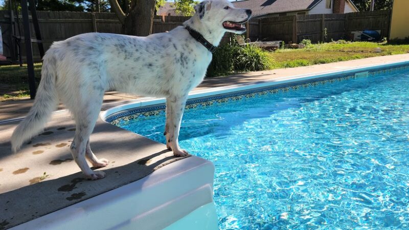 Nelis' run & swim retreat - Manteno, IL