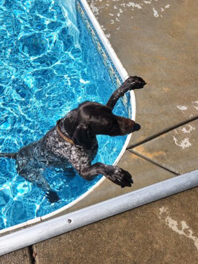 Nelis' run & swim retreat - Manteno, IL