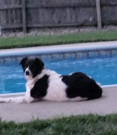 Nelis' run & swim retreat - Manteno, IL