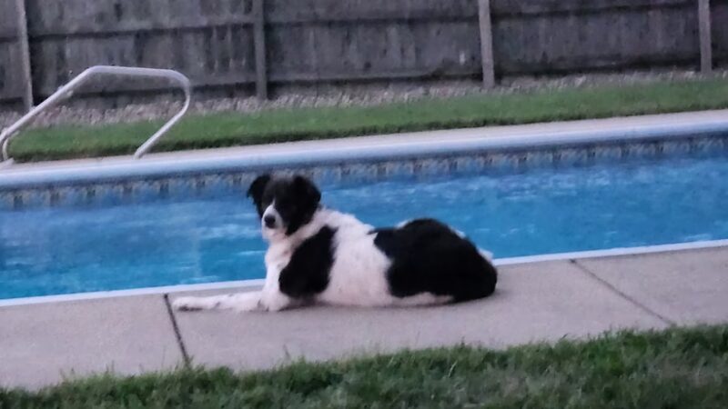 Nelis' run & swim retreat - Manteno, IL