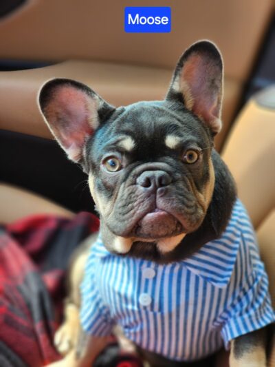 Pet Eye Care Center - Maple Shade, NJ
