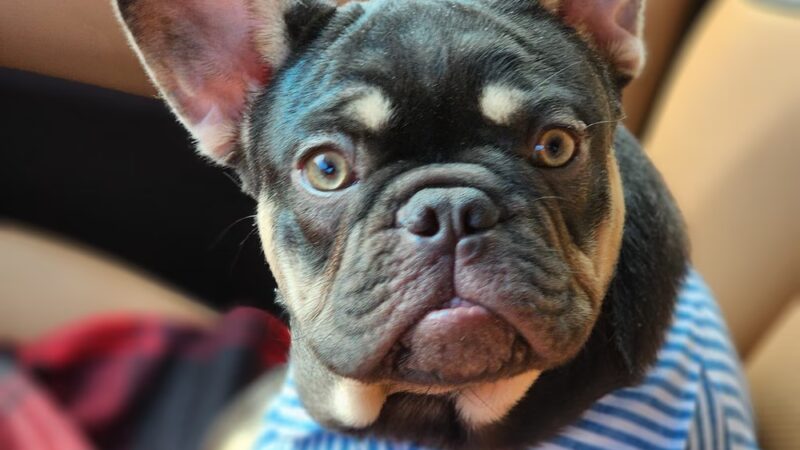 Pet Eye Care Center - Maple Shade, NJ