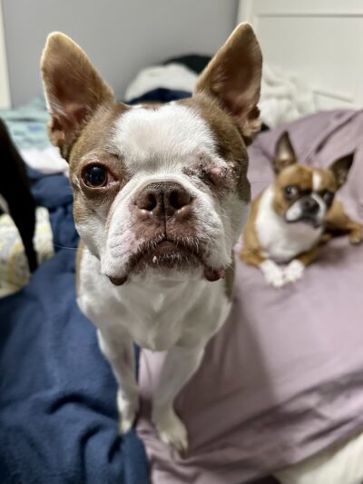 Pet Eye Care Center - Maple Shade, NJ