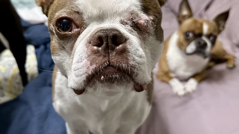 Pet Eye Care Center - Maple Shade, NJ