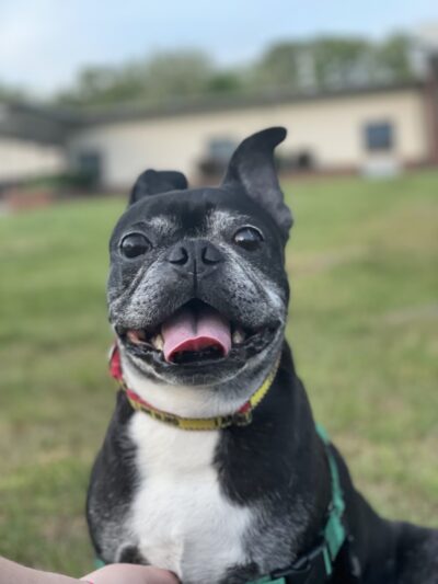 Pet Eye Care Center - Maple Shade, NJ