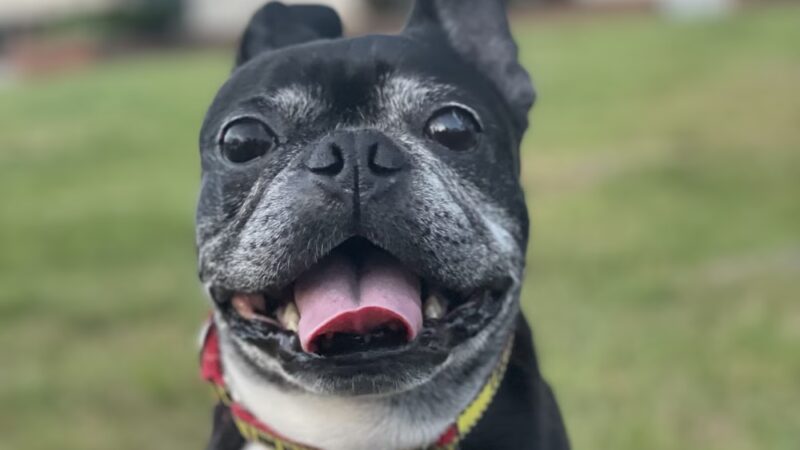 Pet Eye Care Center - Maple Shade, NJ